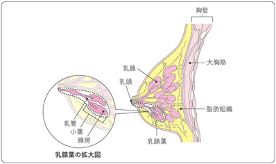 乳腺葉の拡大図